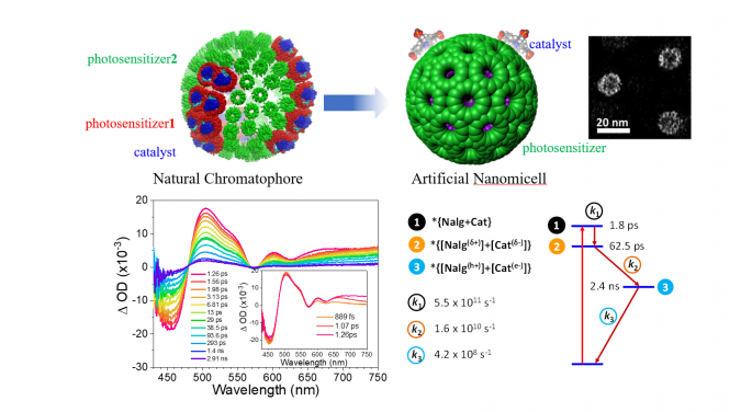 Structure of the artificial spherical chromatophore nanomicelles system and its mechanism study.
Image adapted from Nature Catalysis, 2023, doi:10.1038/s41929-023-00962-z